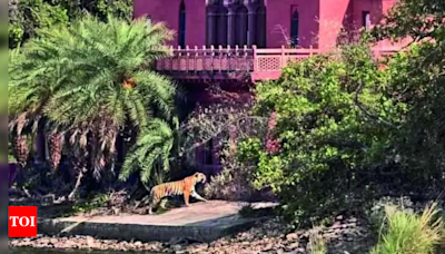 Jaipur: Ropeway through Ranthambore Fort may throw tiger safety to the wind | Jaipur News - Times of India