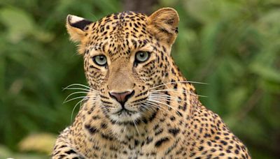 Leopard attacks men at South Africa air force base