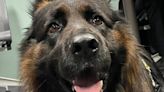 Multnomah County Sheriff’s Office welcomes new comfort dog Burton