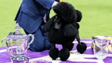 Floppy Sheepdogs, Pampered Poodles: The Westminster Dog Show in Photos