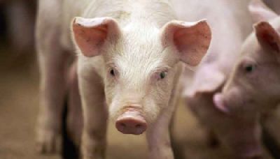 Kerala: 310 pigs culled in Thrissur district after African Swine Fever outbreak