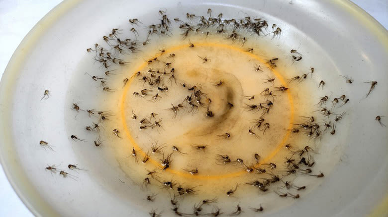Simple DIY Mosquito Traps & Repellents To Try In Your Home And Garden