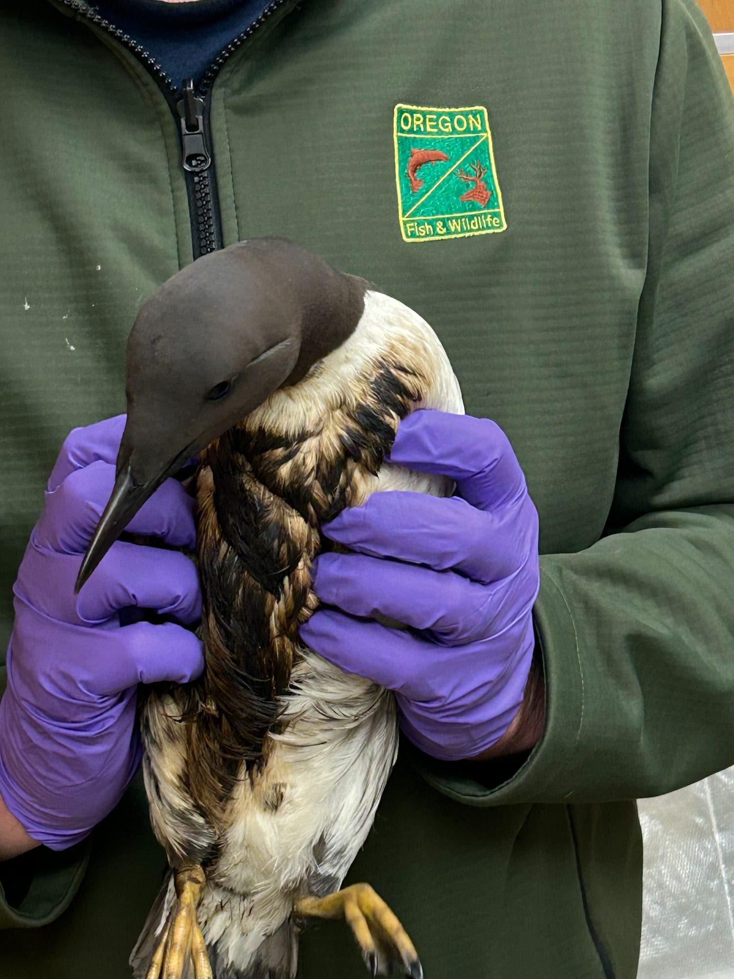 Tar balls, oiled birds found on Oregon and Washington coasts