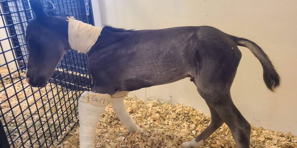 Rare twin foals make progress after birth at UGA veterinary hospital