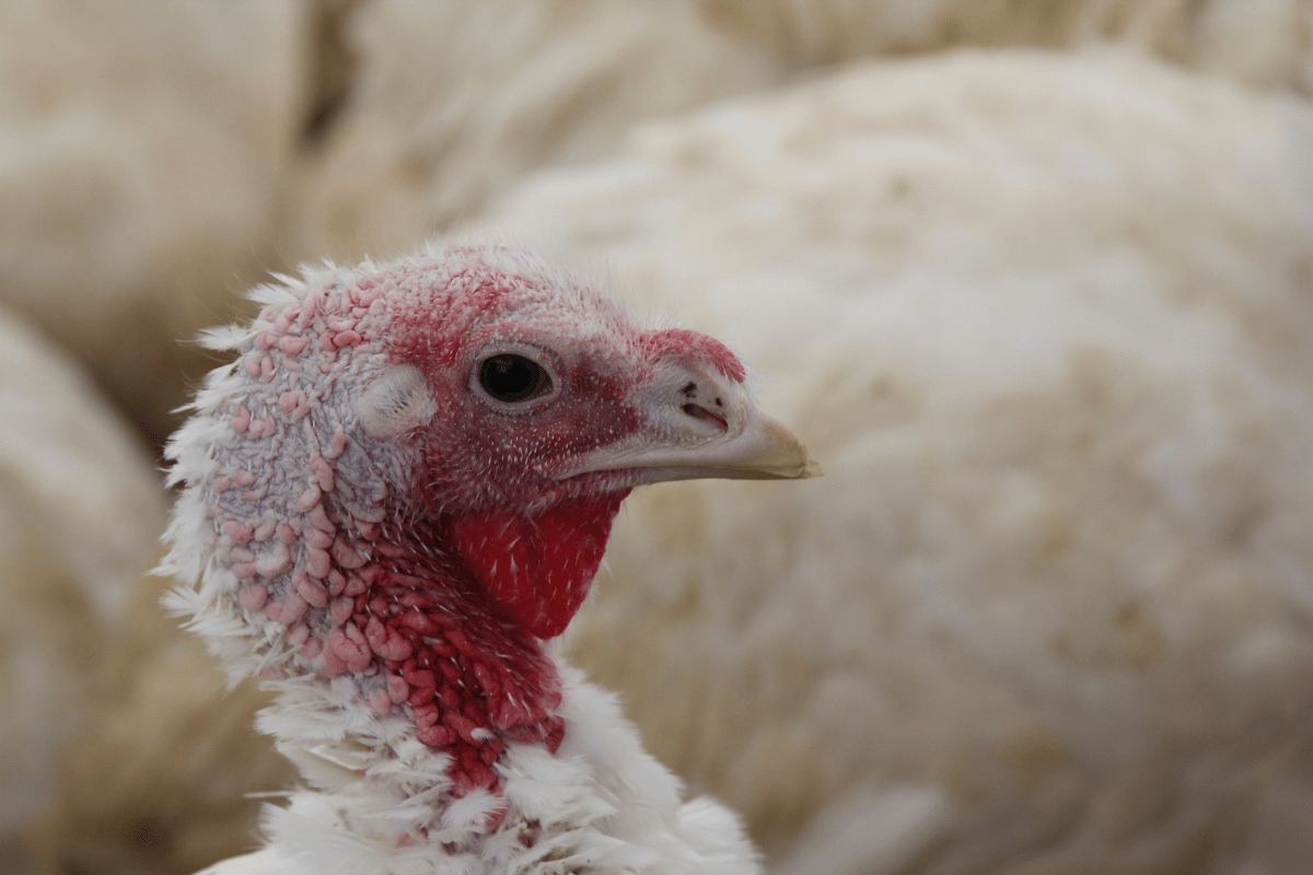 What you need to know about avian flu in 2024