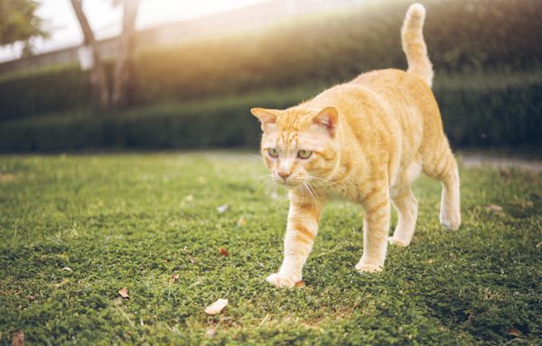 Owner crosses path with her cat in the wild, and her reaction is hilarious