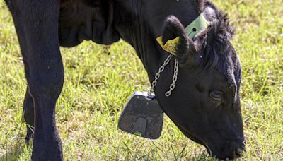 Costs prevent expansion of virtual fencing in livestock systems