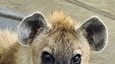 Meet Kito, a male spotted hyena and Rolling Hills Zoo's newest resident