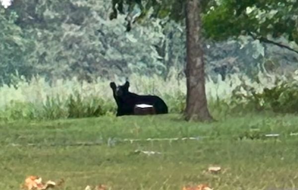 Bear spotted in Illinois: sheriff's office