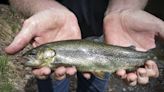 Here's what to know about a proposal to remove the Apache trout from the threatened list