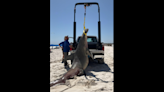 14-foot hammerhead shark found dead on Alabama beach was hiding bittersweet surprise
