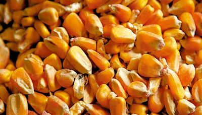 El maíz y la seguridad alimentaria: ¿una apuesta que se quedó en el discurso?