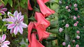 Best climbing plants for shade – 10 pretty ways to bring flowers and foliage into light-starved areas