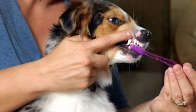 Stray dog's mind-blowing transformation after man gives her new forever home