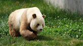 Pandas aren’t all black and white. Some come in a different shade, and scientists now understand why