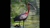 Colorful bird makes rare swoop into Port Royal. ‘Am I seeing what I think I’m seeing?’