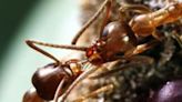 Study explores what happens if you give ants caffeine | Fox 11 Tri Cities Fox 41 Yakima