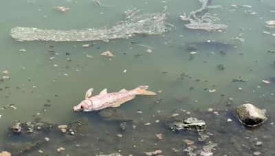 Mueren peces por ola de calor en lago de Fremont, California