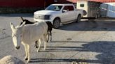 Ford F-150 Lightning Goes to Work as a Farm Truck