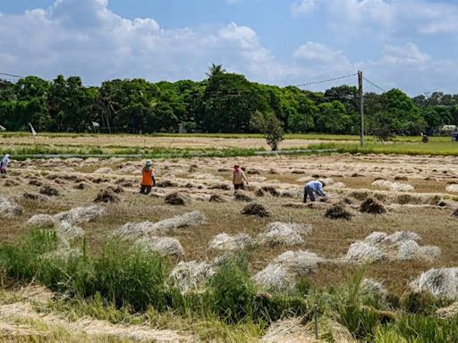 Philippine court blocks GMO 'golden rice' production over safety fears