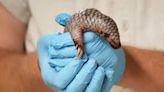 Second Critically Endangered Chinese Pangolin Born In Prague Zoo In Less Than 2 Years