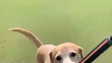 Watch: A yellow Labrador retriever puppy named ‘Brewski’ drains a long putt on a Mississippi golf course