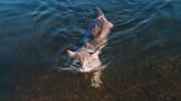 Cat Who Loves Swimming As Much As a Dog Has People in Awe