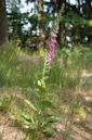 Digitalis purpurea