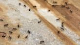 Deter ants fast for good with effective kitchen staple they hate the smell of