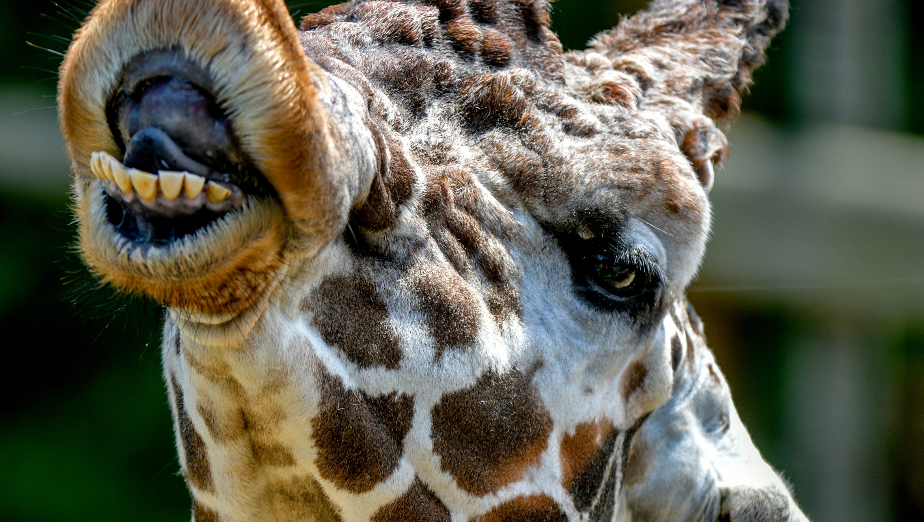 Peoria Zoo's 'gentle giant' giraffe Taji has been euthanized after broken bone