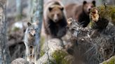 Watch a playful wolf trying to steal grizzly bear’s meal at Yellowstone