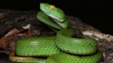 Vivid snake species with blue lips and yellow eyes is new to science