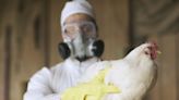 World Health Organization Expresses 'Enormous Concern' About Bird Flu Spreading to Humans
