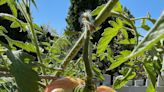 Is growing tomatoes a yearly struggle? This might be the root of the problem