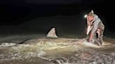 Anglers thought they hooked a tiger shark. It was something much bigger, video shows