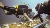 Divers in the Philippines create nurseries for rescued coral