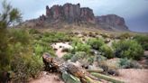 It’s So Hot in Arizona That Giant Cactuses Are Collapsing