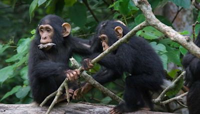 Chimps share humans' 'snappy' conversational style