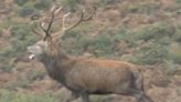 Police probe hunt as stag chased by pack of ‘cruel and sadistic’ riders