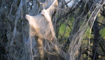 Terrifying 'ghost webs' spotted on trees at Coventry beauty spot as rangers share important message