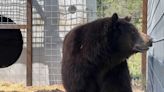 Hank the Tank's bear cubs released into the wild