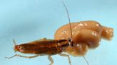Some squirt fluid, others can fly: How to keep cockroaches out of your home and avoid infestation