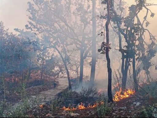 Combaten 300 brigadistas 12 incendios en Chihuahua: Conafor