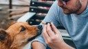 Fit for a dog? The latest science on CBD for pets