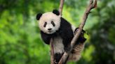 Pourquoi sauver le panda ?