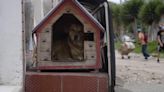 Rescatan 12 perritos de un criadero clandestino en Ciudad Bolívar