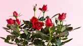 How to keep your potted Valentine’s rose blooming