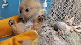 Valentina y Ramona, las crías de zorro que serán reintroducidas a su hábitat natural en Arequipa