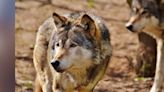 Woman mauled by wolves while jogging at zoo, reports say