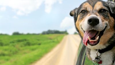 Relieved Mexican Street Dog Can't Take Eyes Off Rescuer During Freedom Ride